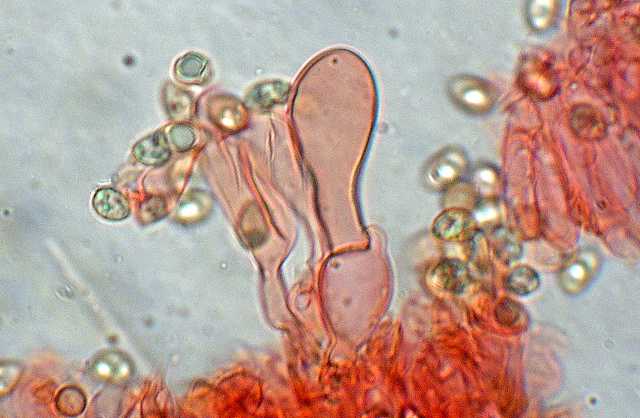 Tubaria conspersa    (Pers.)    Fayod